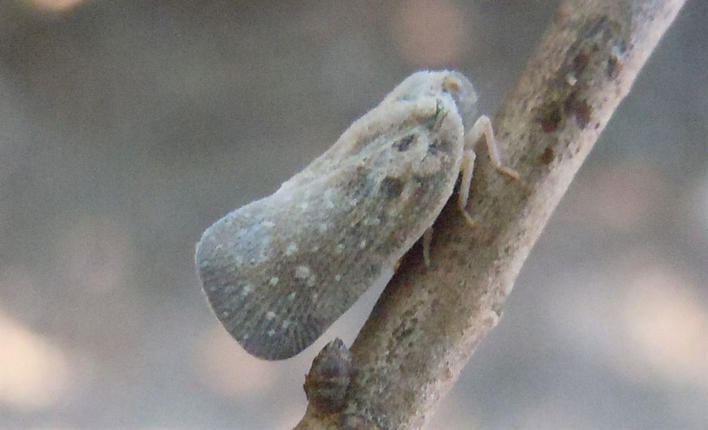 Metcalfa pruinosa